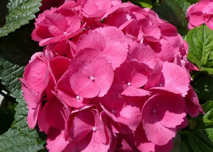 乡村民宿 沃莱瑟乡村民宿 马里亚霍夫